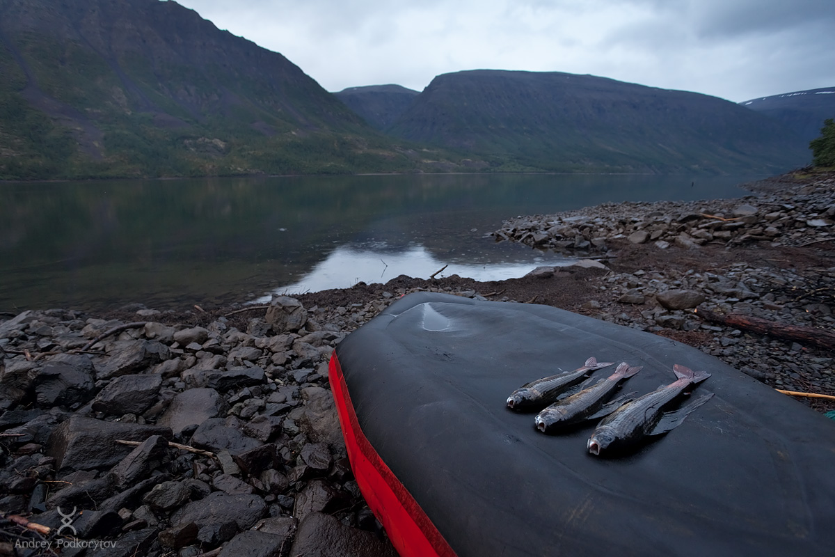 Синица Синица